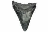 Fossil Megalodon Tooth - South Carolina #306271-1